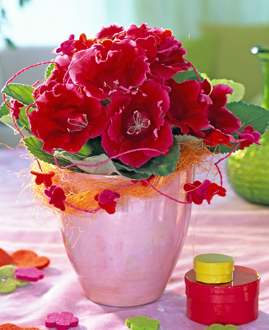Rote Sinningia (Gloxinie) in rosa Übertopf, dekoriert mit Sisal und Filzblüten