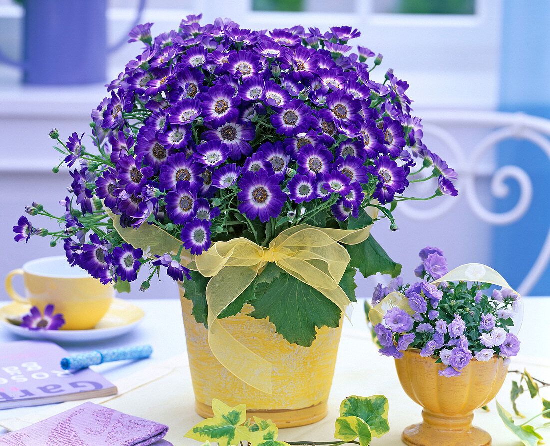 Blaue Senecio (Aschenblume) in gelbem Übertopf auf dem Tisch