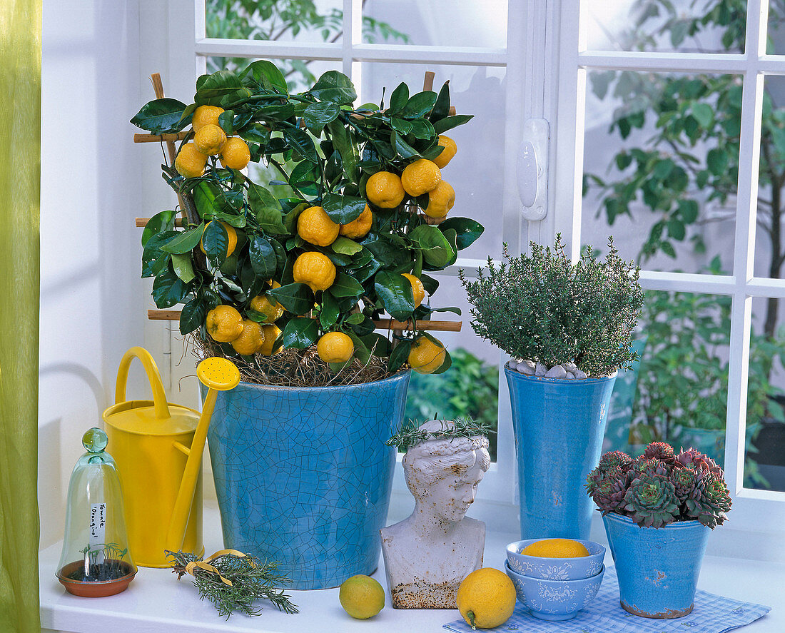 Mediterrane Fensterbank mit Citrus mitis (Calamondinorange), Thymus