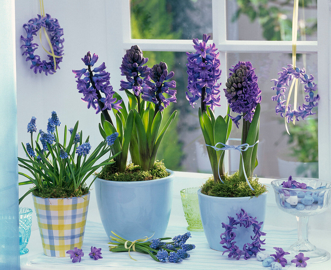 Hyacinthus (Hyazinthen, blau) und Muscari (Traubenhyazinthen)