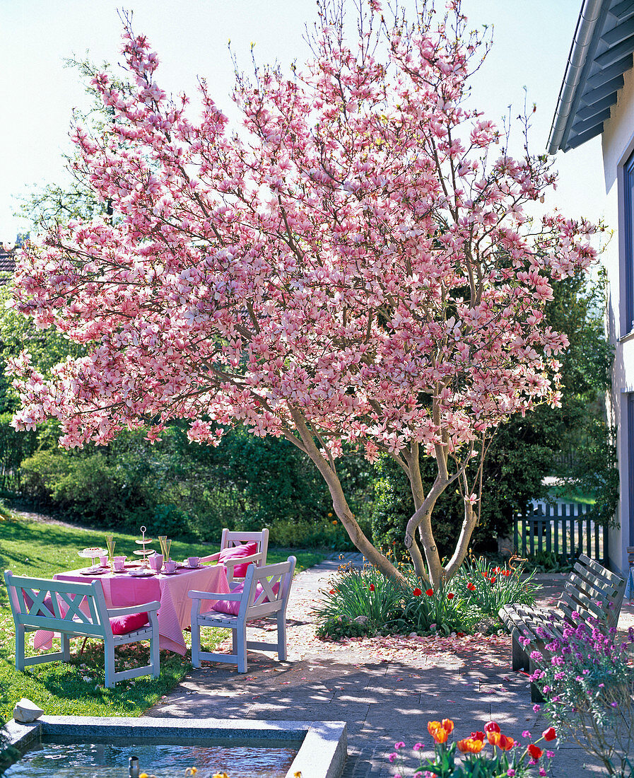 White wooden seating group under Magnolia (magnolia)