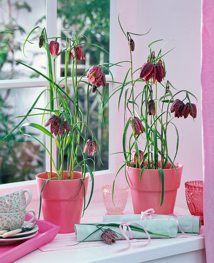 Fritillaria in pink pots on the windowsill