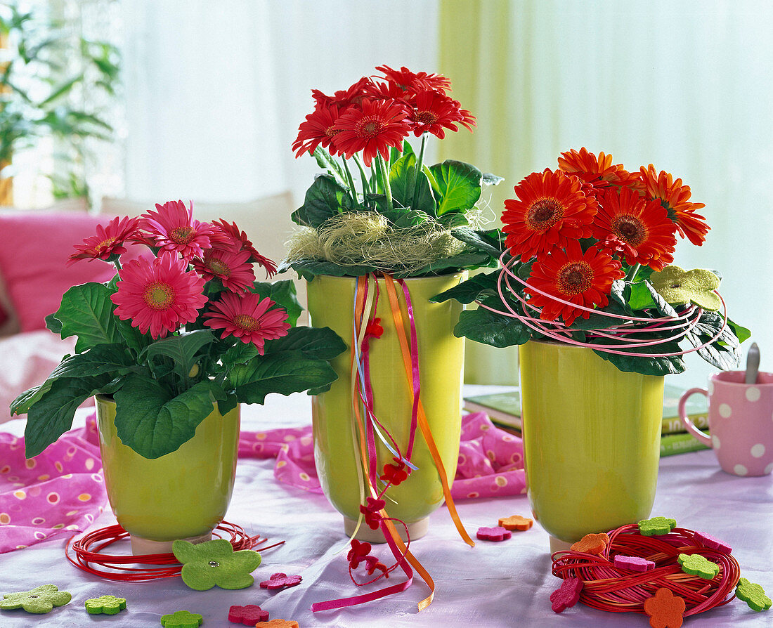 Gerbera in pink and red in light green planters, decorated with sisal