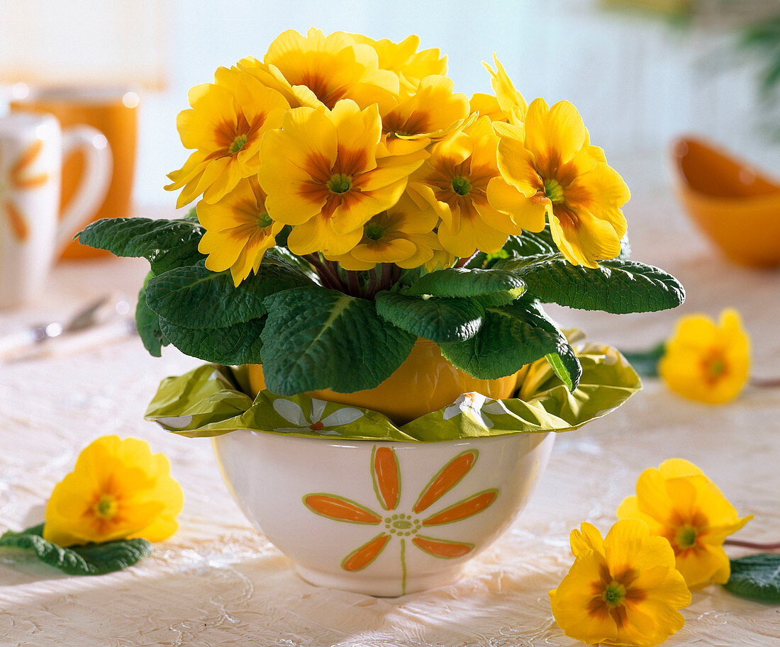Yellow primula acaulis in cereal bowls with sleeves
