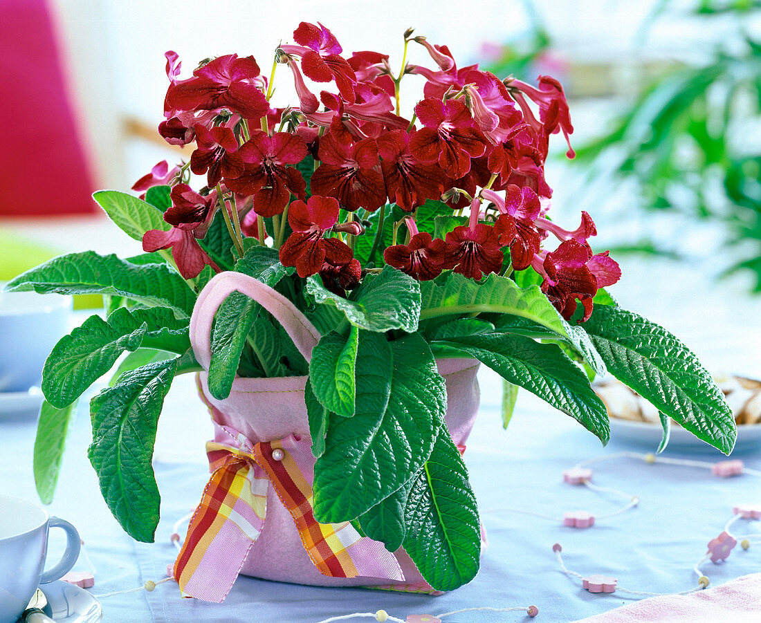 Streptocarpus (Drehfrucht, rot) in rosafarbener Filztasche, Schleife