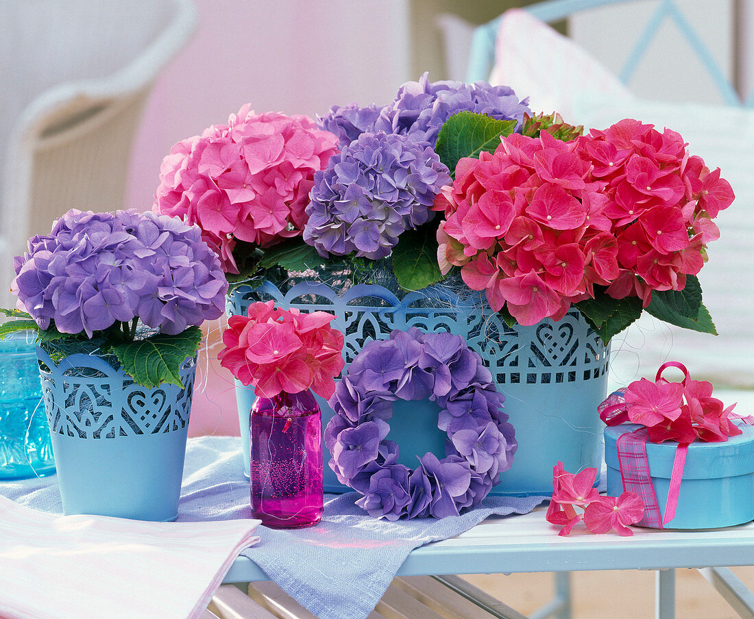 Hydrangea macrophylla (Hortensien, blau und pink) in Topf und Jardiniere