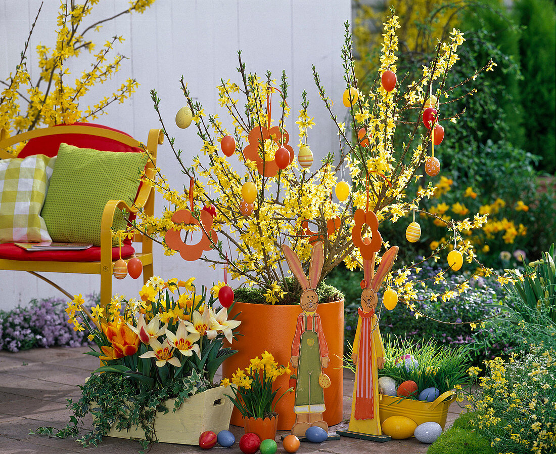 Forsythia (Goldglöckchen), Tulipa (Tulpen), Narcissus (Narzissen)