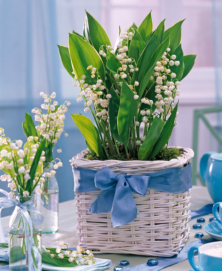 Convallaria majalis (Maiglöckchen) in weißem Korb mit blauem Schleifenband