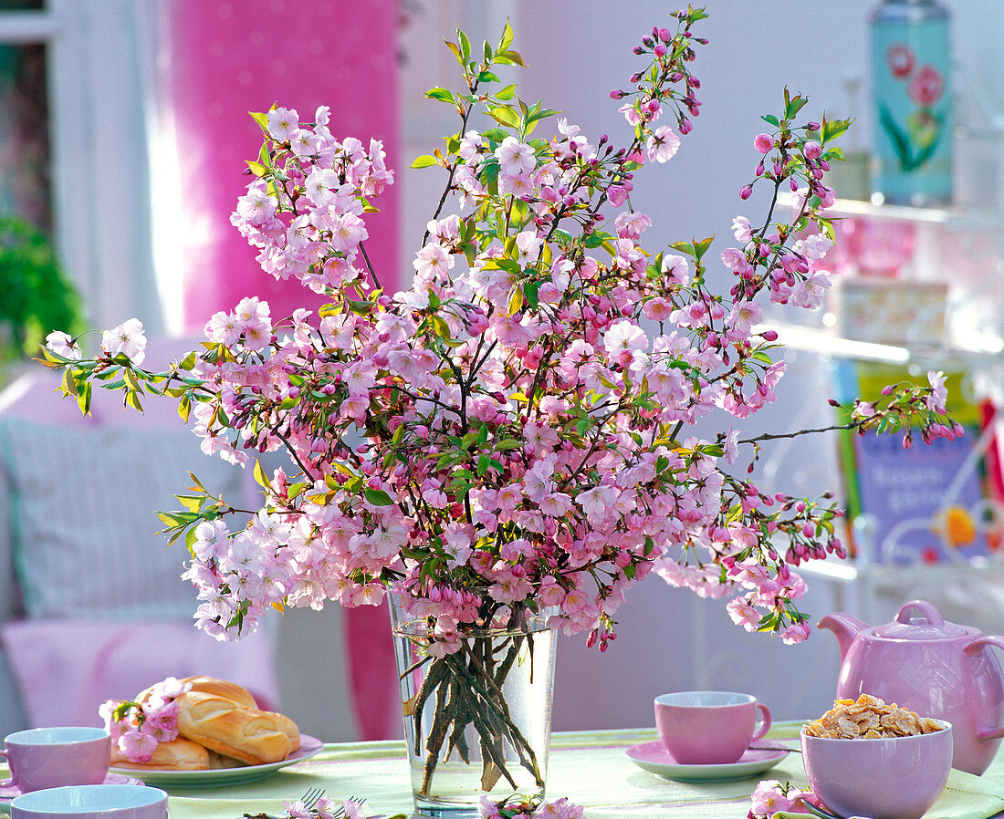 Prunus (ornamental cherry) bouquet in glass vase, pink teacups