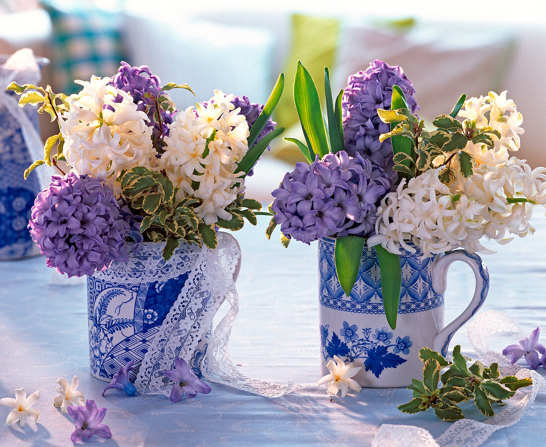 Sträuße aus blauen und weißen Hyacinthus (Hyazinthen), Pittosporum