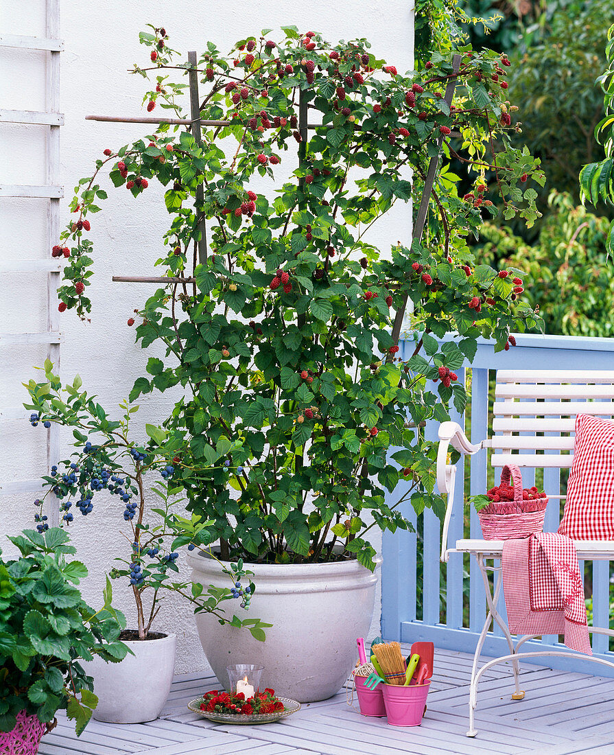 Naschbalkon mit Rubus 'Tayberry' (Him-Brom-Beere)