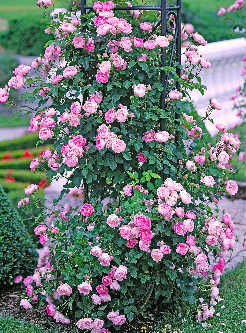 Rosa 'robber knight' (climbing rose), height up to 2, 5 meters