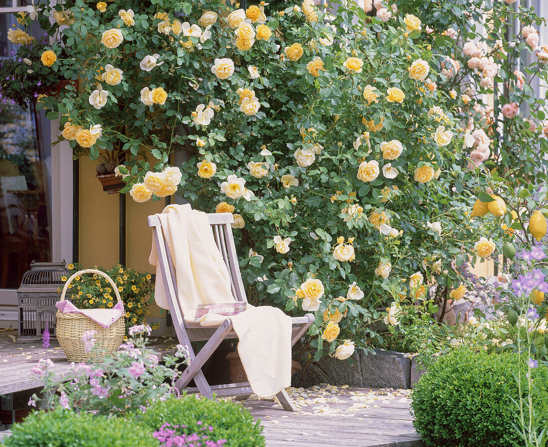 Rosa 'Graham Thomas' (Englische Duftrose)