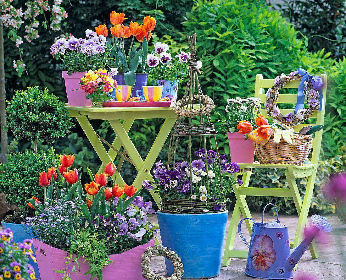 Tulipa 'Prinzess Irene' 'Lambada' (Tulpen), Viola