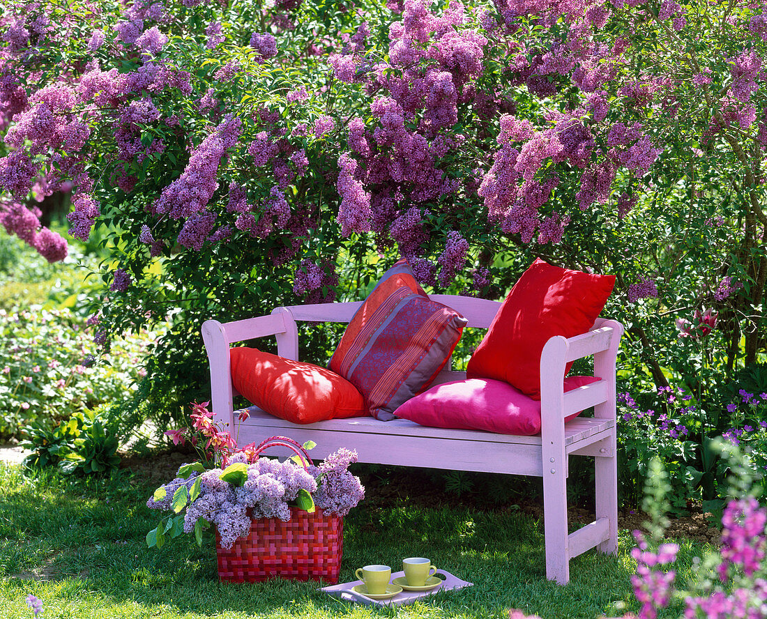 Pink wooden bench in front of blooming syringa vulgaris