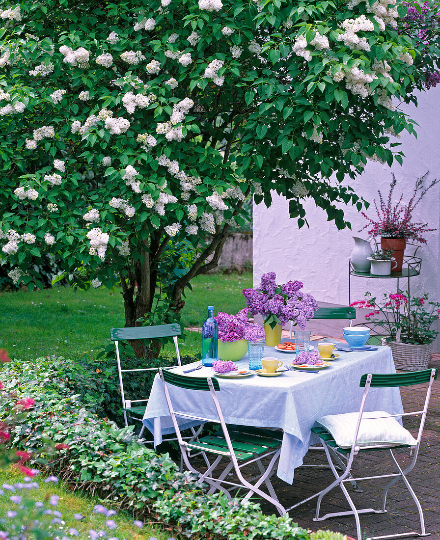 Table laid under white Syringa vulgaris (lilac)