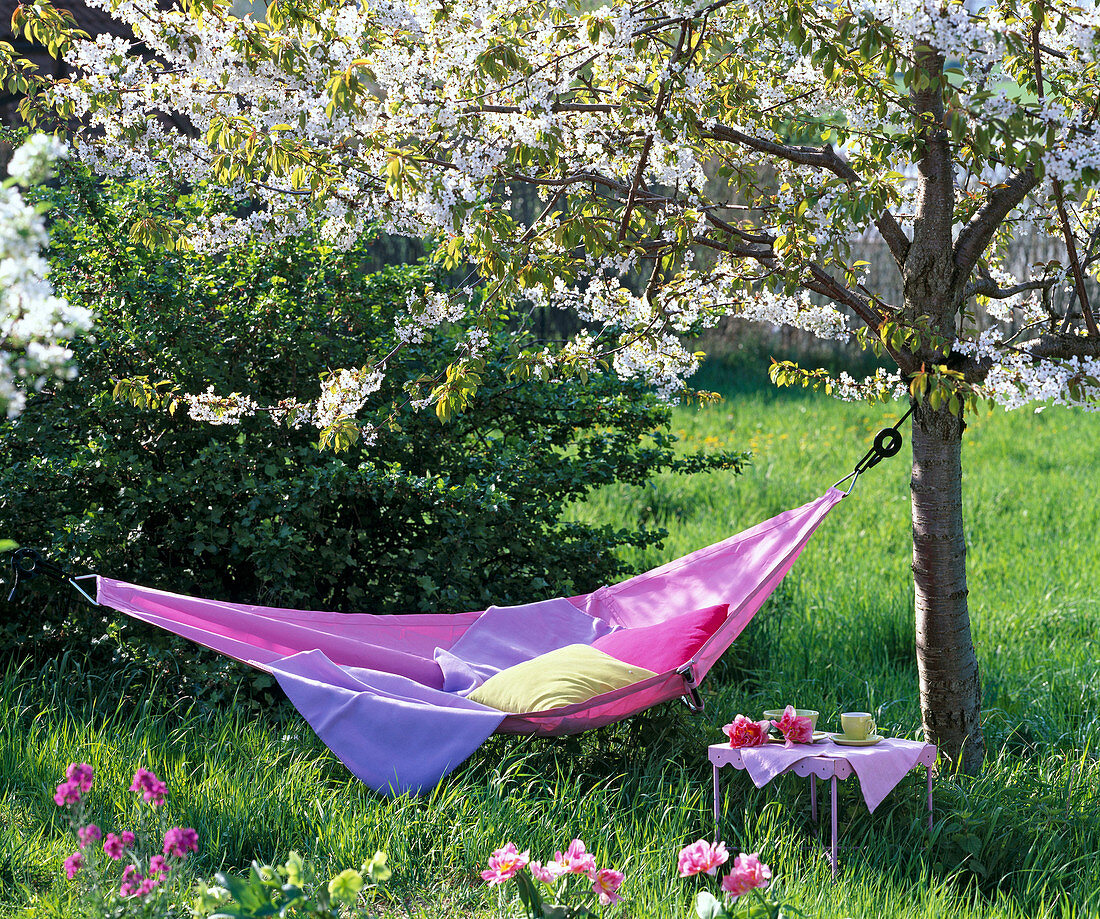 Hammock between blooming prunus (cherry trees)
