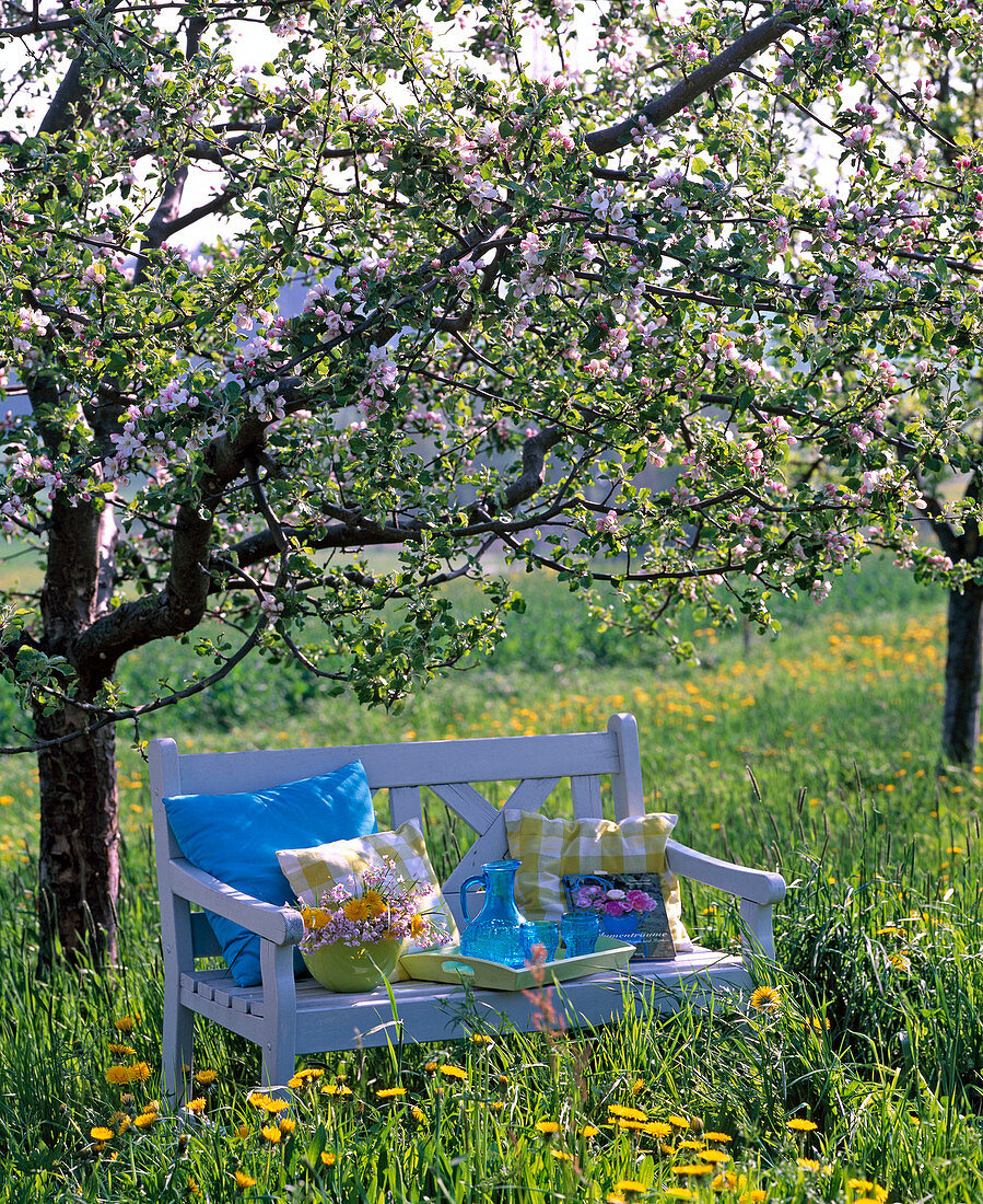 Hellblaue Holzbank unter blühendem Malus (Apfelbaum)