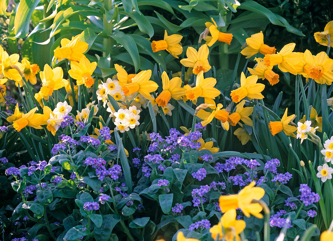 Spring bed with Narcissus 'Jetfire', 'Minnow' (Daffodil)