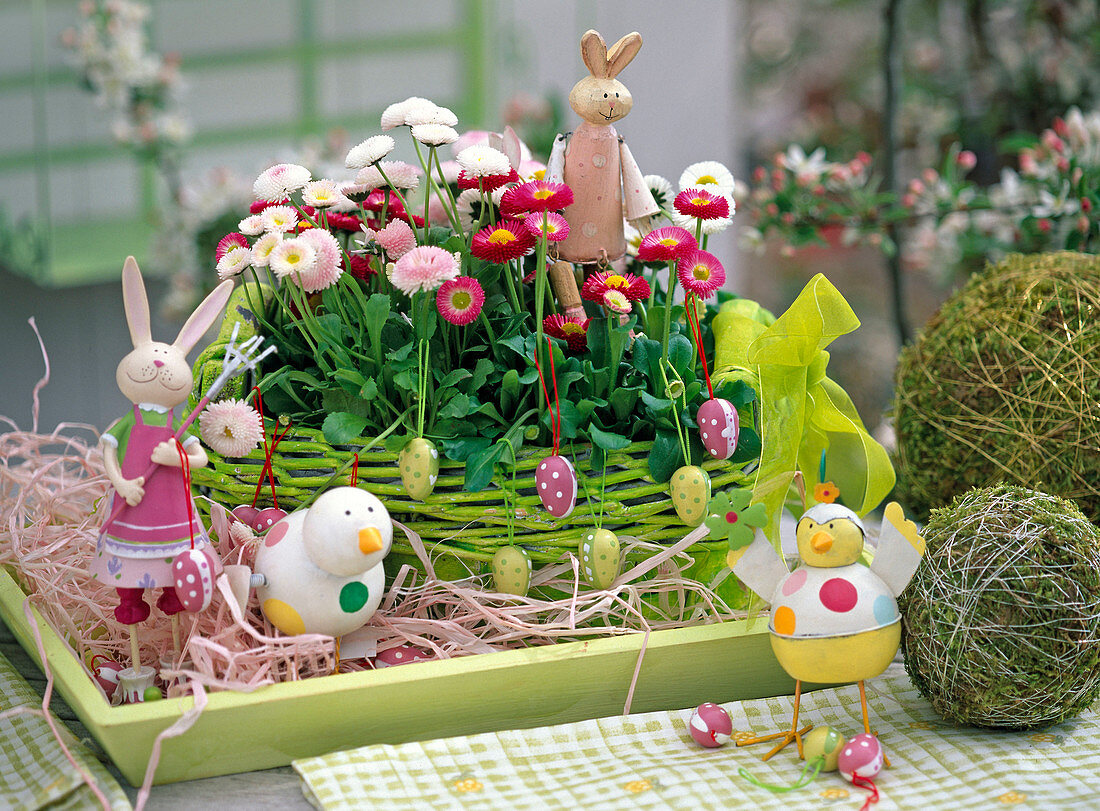 Bellis (daisies) in a bright green basket, rabbits, chickens