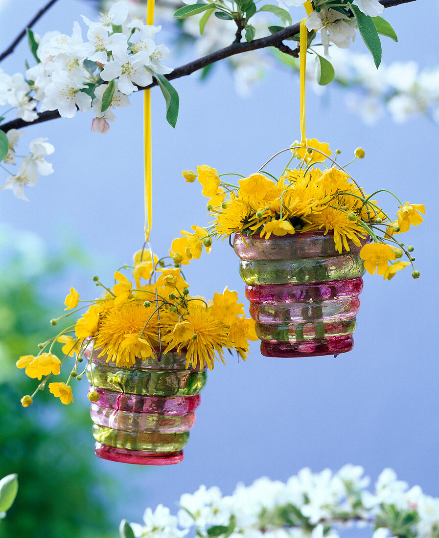 Taraxacum and ranunculus in hanging vases