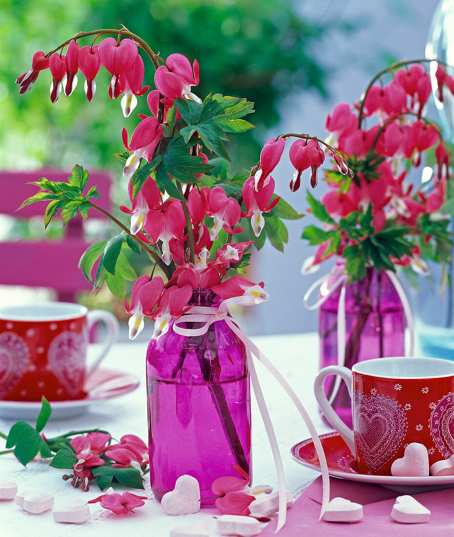 Dicentra spectabilis (Tränendes Herz) in lila Glasflasche, Schleifenband