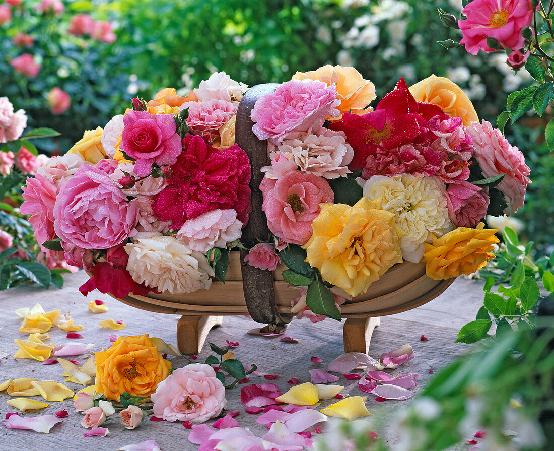 Rose arrangement in English garden basket with bed roses (yellow, pink)