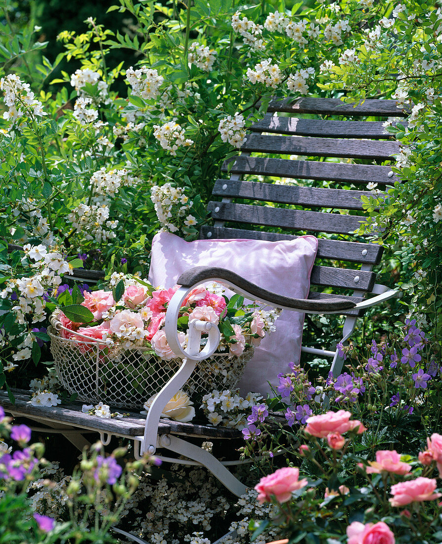 Verwitterter Holzstuhl vor Wildrose Rosa multiflora (Vielblütige Rose)