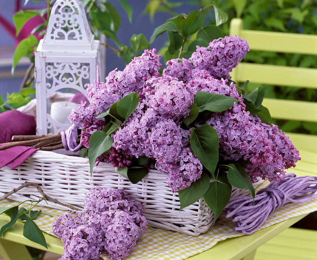 Purple Syringa (lilac) in white woven basket on table