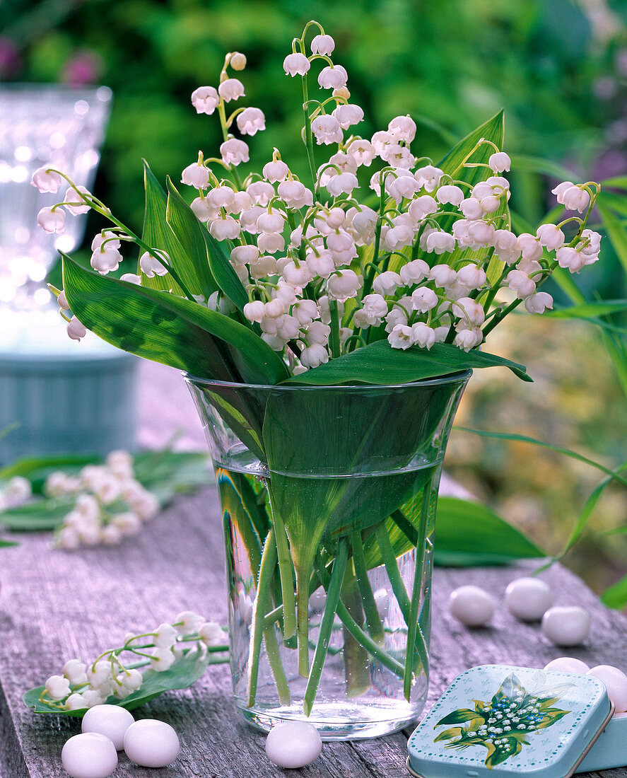 Strauß aus Convallaria majalis (Maiglöckchen) in Glasvase, Süßigkeiten