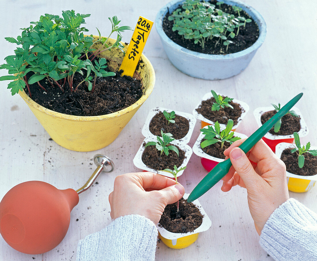 Pour Tagetes (marigold) seedlings with a spatula