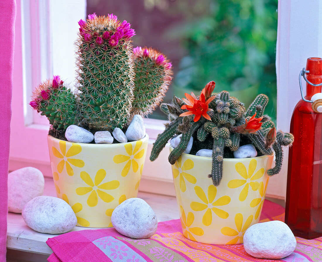 Cactuses on the windowsill, Mammillaria zeilmanniana