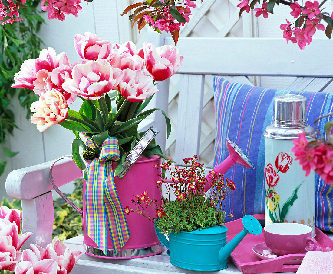 Tulipa, red-white and filled, in pink watering can, Saxifraga