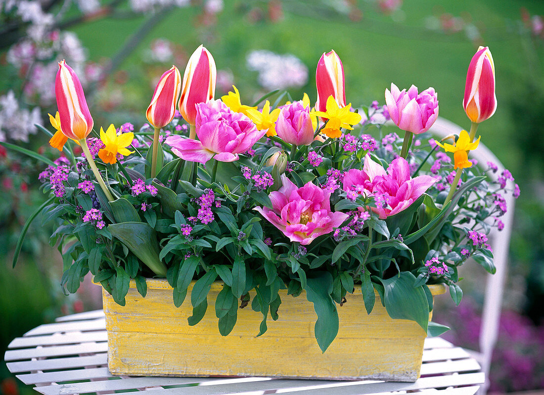 Spring box, Tulipa 'The First', 'Peach Blossom' (tulip)