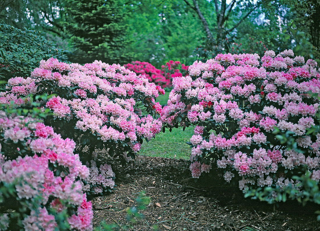 Rhododendron 'Tina Heinje'