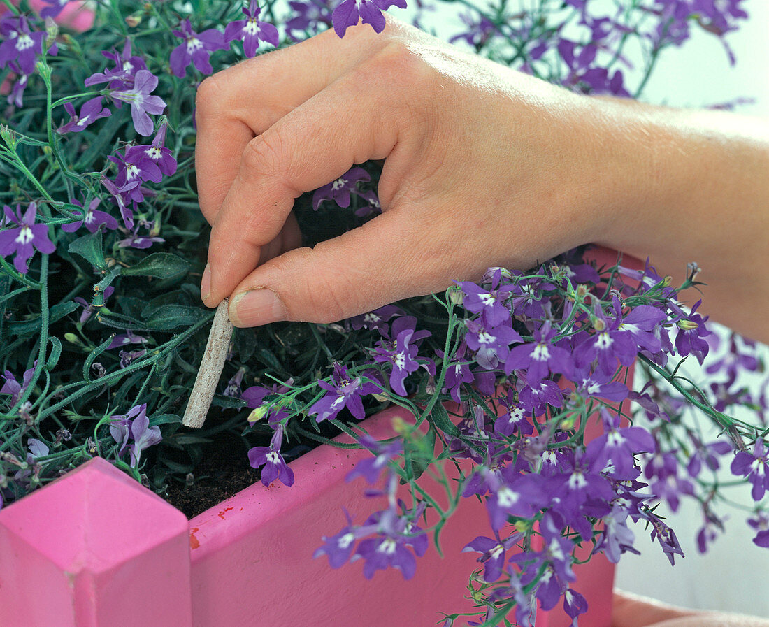 Sticking fertilizer sticks in the pink box with Lobelia (manly litter)