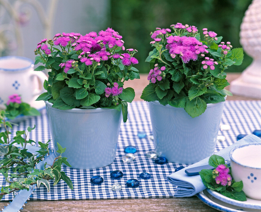 Ageratum in blue planters on a checked table runner