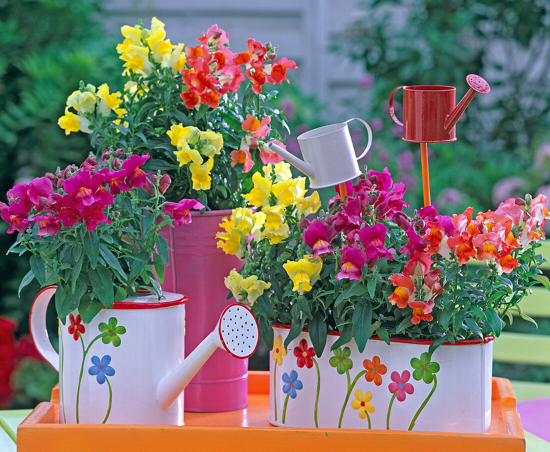 Antirrhinum (Löwenmäulchen) in Jardinieren und Gießkannen auf orangem Tablett