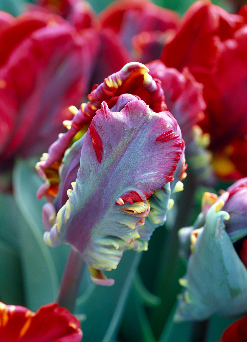 Tulipa 'Rococo' (parrot tulip)