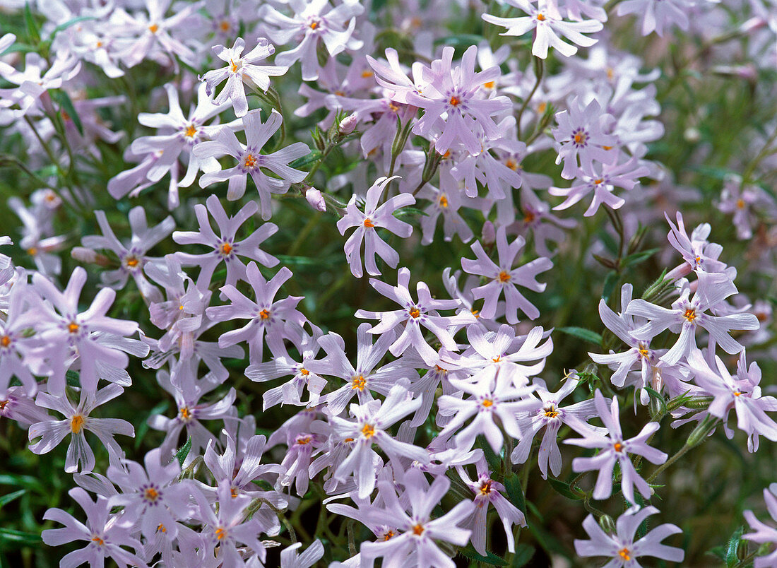 Phlox bifida (Sandphlox)