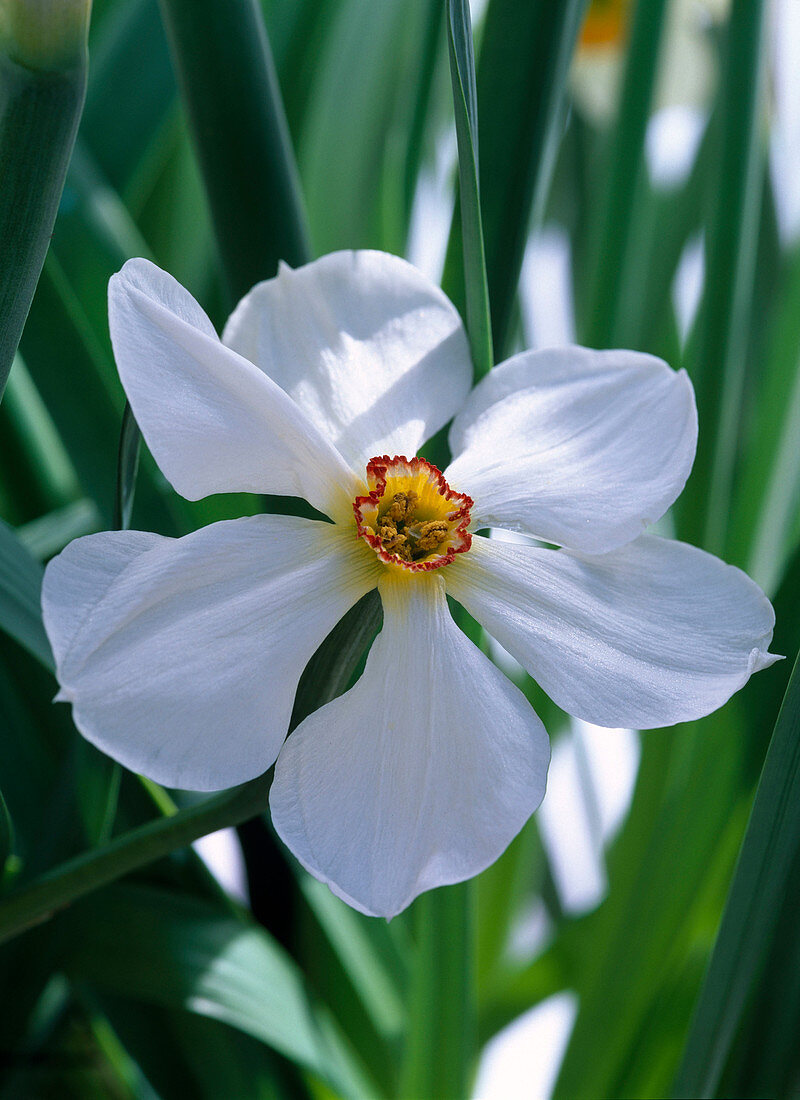 Narcissus poeticus recurvus (Poet Daffodil)