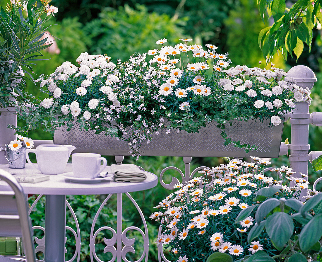 Weiß bepflanzter Balkonkasten : Argyranthemum, Lobelia