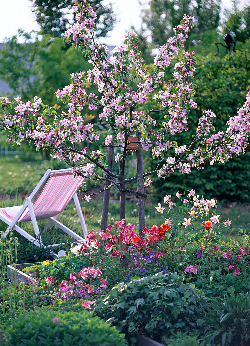 Malus 'Rewena' (Apfel), Spindelbusch in Quadratbeet