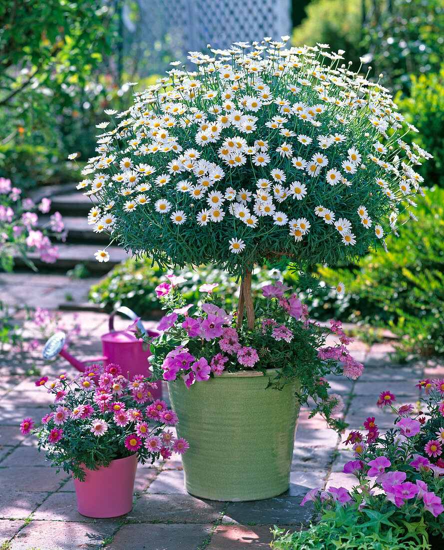 Argyranthemum frutescens 'Stella 2000' 'Daisy Crazy Strawberry Pink'