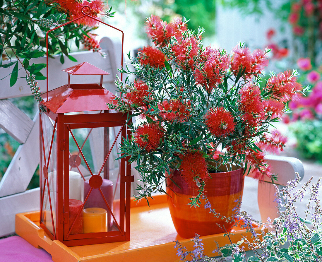 Shin Yong Fire: Callistemon in red-orange planter