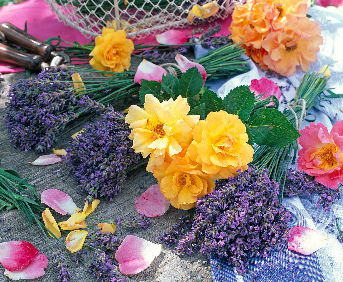 Bouquets of lavandula, Rose, petals
