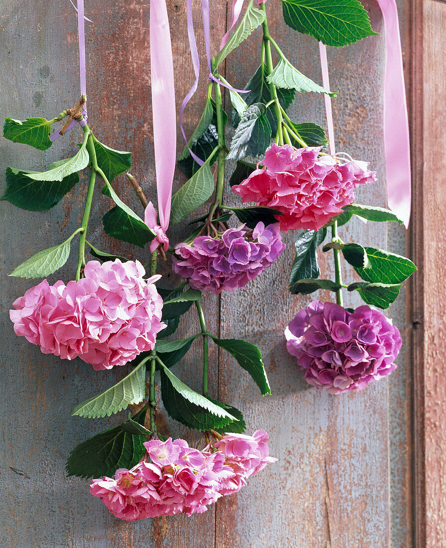 Hydrangea (Hortensien, rosa und lila) mit Bändern zum Trocknen aufgehängt
