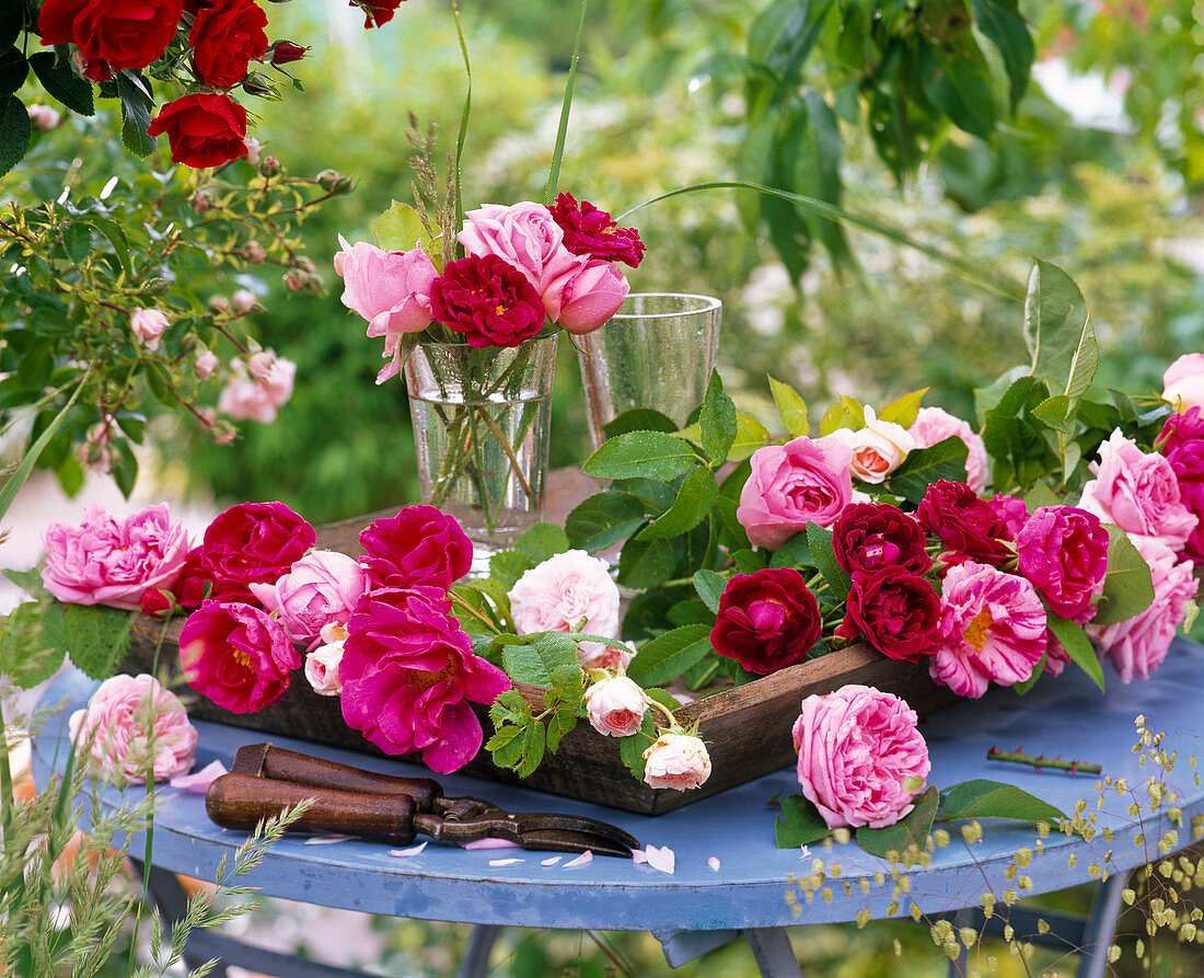 Rosa (Rosen, rosa, pink und rot) in Gläsern und auf Holztablett, blauer Tisch