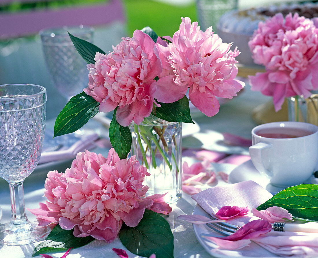 Paeonia (Pfingstrosen, rosa) auf dem Tisch, Gläser,