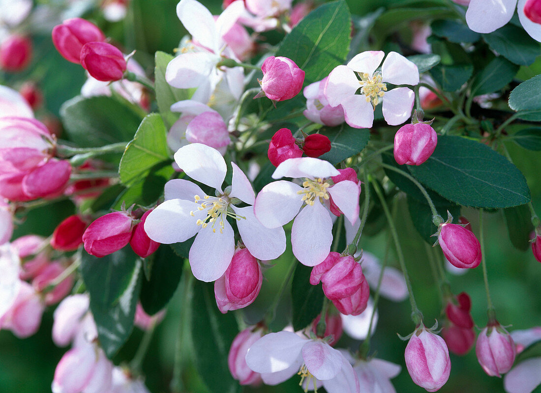 Flowers of Malus floribunda (ornamental apple)